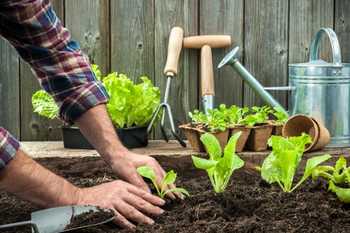 The image shows a gardener planting new lettuce seedlings in a garden bed filled with dark, rich soil. The gardener's hands are carefully placing the plants, with a slight focus on the young greens. Behind the gardening workspace, there is a weathered wooden fence providing a backdrop, along with various gardening tools including a small hand rake, a trowel, and a watering can placed nearby. To the side, a tray with additional seedlings is visible, ready for planting. The outdoor environment has natural daylight, suggesting a clear weather condition ideal for gardening activities. The garden area appears well-maintained with neat soil beds and organized tools, which aligns with professional gardening services that focus on vegetable gardening and outdoor maintenance within the Camden Town area, known for its community gardening and urban green spaces.